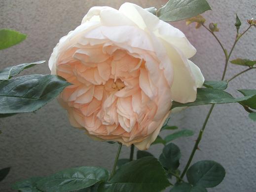 rose14.JPG